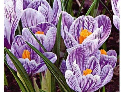 47109 1 krokus pickwick