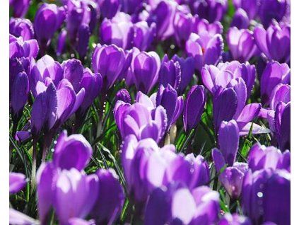 47115 1 krokus remembrance
