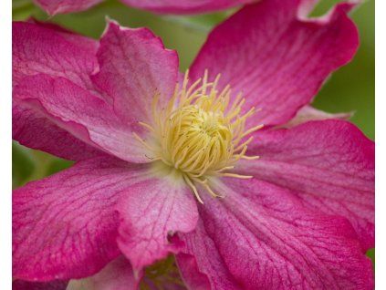 clematis asao (2)