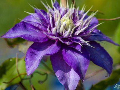 Plamének 'Multi Blue' (Balení kontejner C2)