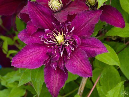 Clematis Niobe (1)