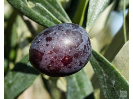 Olea europaea 'Manaki'