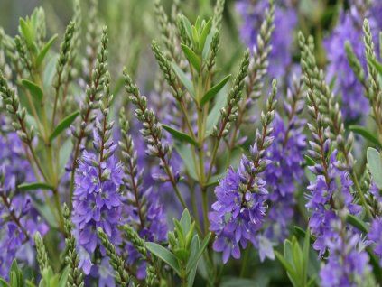 garden beauty blue