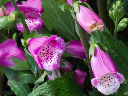 Digitalis Lucas Pink (1)