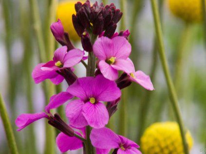 Erysium Bowles Mauve