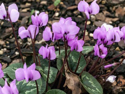 cyclamen coum