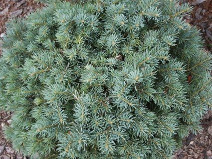 Jedle ojíněná 'Pygmaea' (Balení kontejner C5)