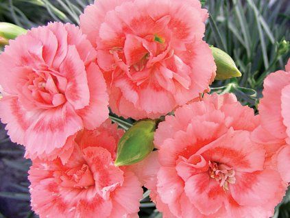 Hvozdík karafiát ‘Code® Salmon’ - Dianthus caryophyllus ‘Code® Salmon’ (Balení kontejner p11)