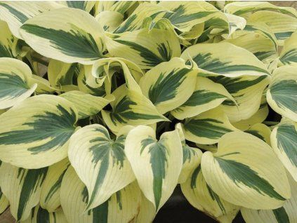 firn line hosta