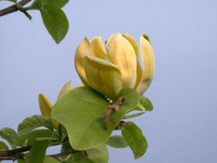 Magnolia 'Kinju' (Balení kontejner C2)