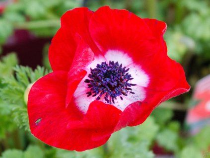 Anemone Animo Scarlet (1)