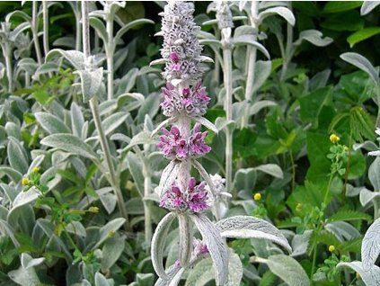 stachys