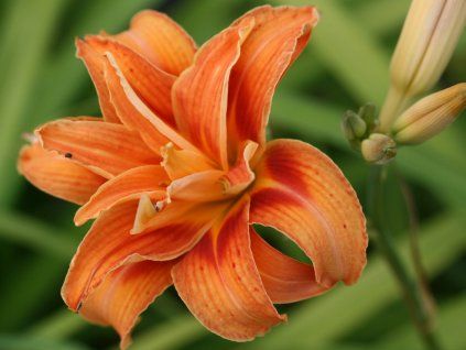Hemerocallis fulva Kwanso scaled