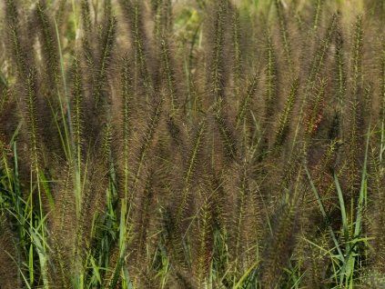 Pennisetum Red Head