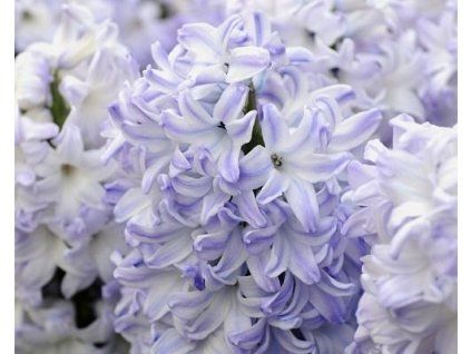 41742 1 hyacint blue eyes