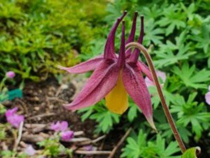 kuresia rosea 2