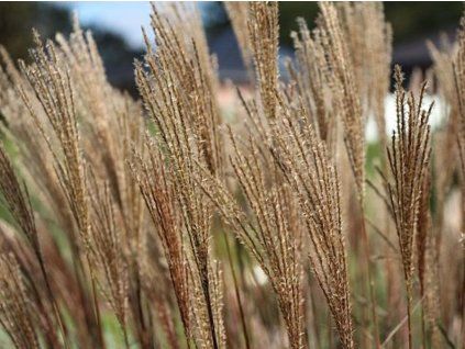 54825 ozdobnice cinska dronning ingrid miscanthus sinensis dronning ingrid