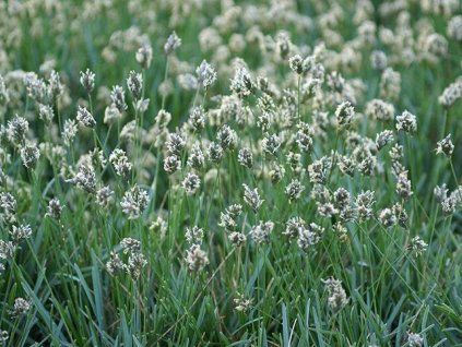 55197 sesleria caerulea