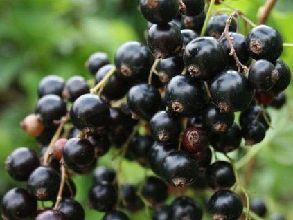 blackcurrant canes