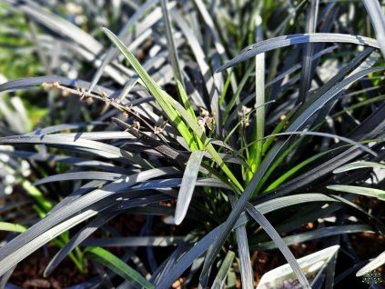 Ophiopogon Niger (2)