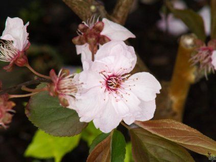 Prunus Rosea Plena (2)