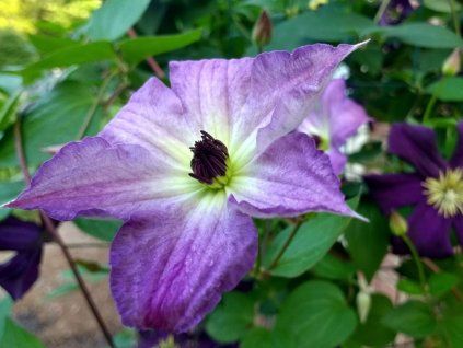 Plamének 'Cloudburst' (Balení kontejner C2)