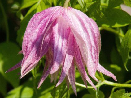 Clematis Purple Dream (2)