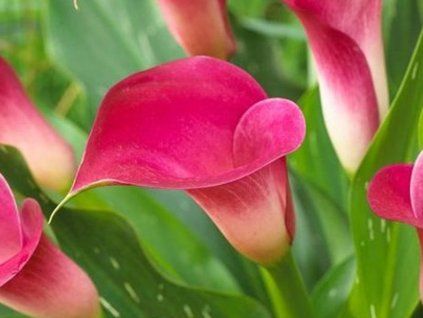 pink jewel