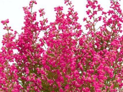 Erica gracilis (2) kopie