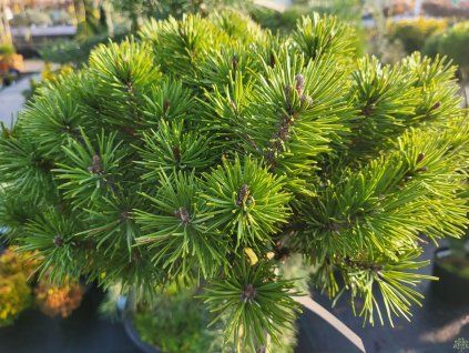 pinus uncinata bochnik (2)