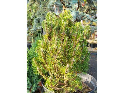 Pinus nigra 'Komet' (5)