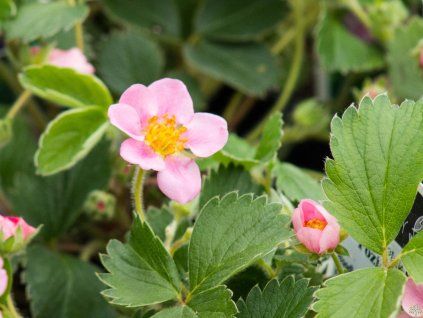 Fragaria Pink Panda
