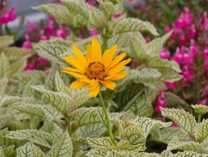 Heliopsis helianthoides