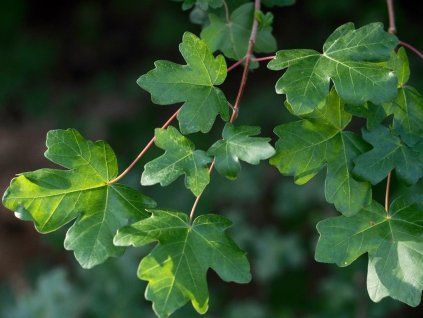 acer campestre 11edma