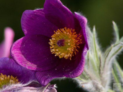 46047 46047 violet