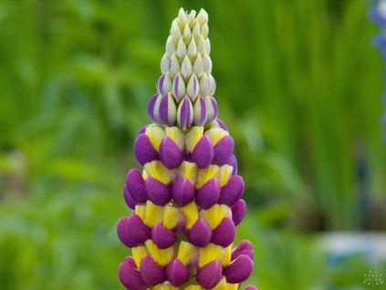 Lupinus Manhattan Lights (2)