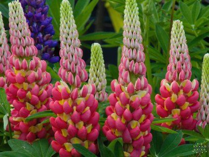Lupinus Tequila Flame (3)
