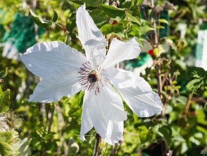 Clematis Beautiful Bride