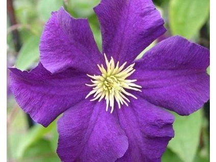 55839 1 plamenek klematis viola
