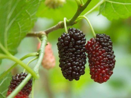 Moruše černá 'Full Seasons' (Balení kontejner C4)