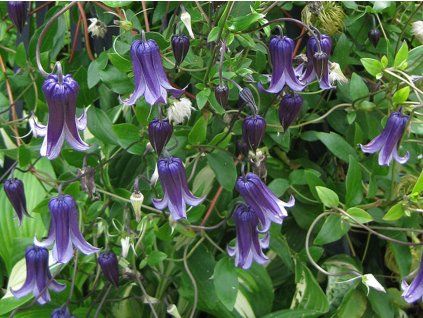 Plamének 'Rooguchi' (Balení kontejner C2)