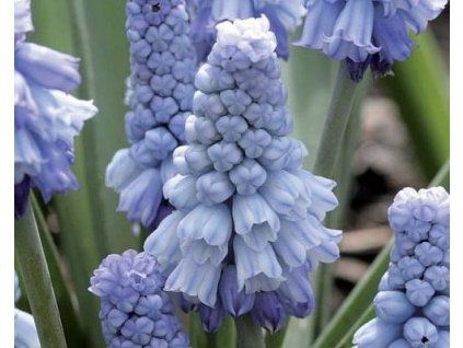 52029 1 modrenec modry