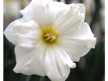 52725 1 narcis colblanc 3ks