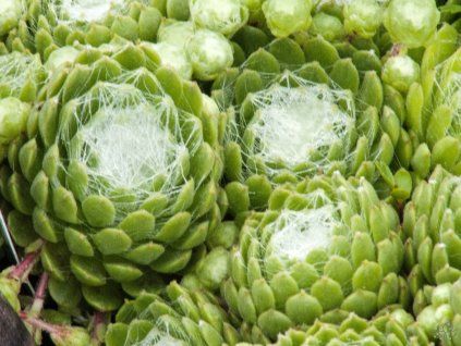 Saxifraga Claerchen (2)