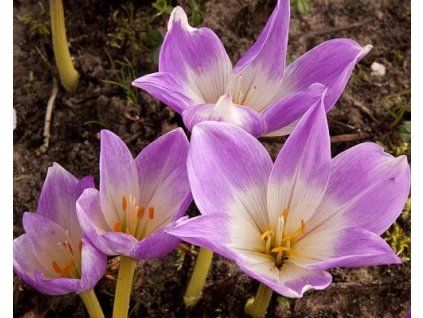 53805 1 ocun speciosum