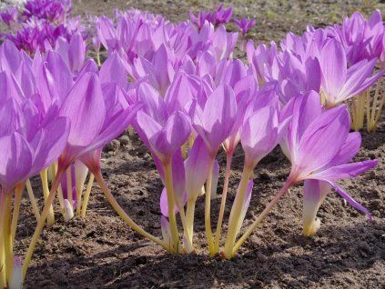 colchicum giant