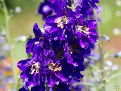 Delphinium 'Pacific Serie Black Knight' (1)