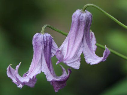 clematis crispa m003178 w 0