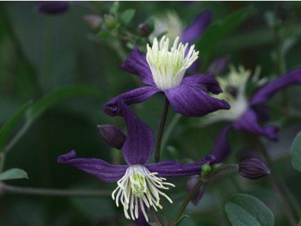 Plamének aromatica (Balení kontejner C2)