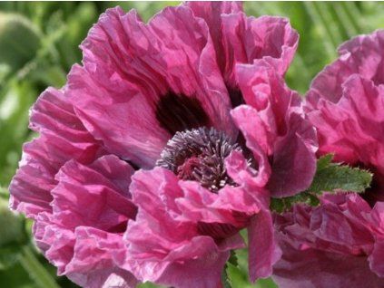 papaver harlem 1